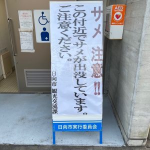 金ヶ浜でサメの目撃情報がありました